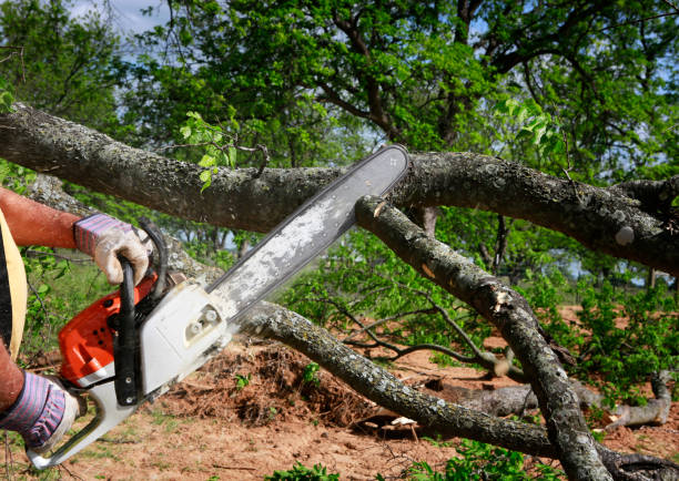 How Our Tree Care Process Works  in  Pickerington, OH